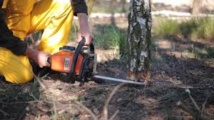 Best Tree Health Inspection  in Longtown, OK