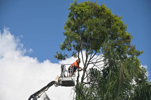 Best Hedge Trimming  in Longtown, OK